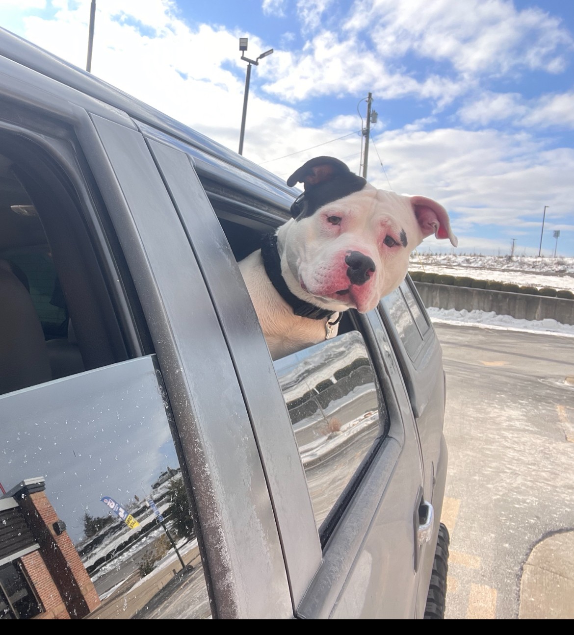 Considering Adopting A Second Dog?