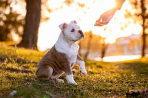 When Should You Start Training a Puppy