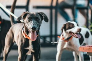 Why Proper Leash Handling Can Make or Break a Reactive Dog